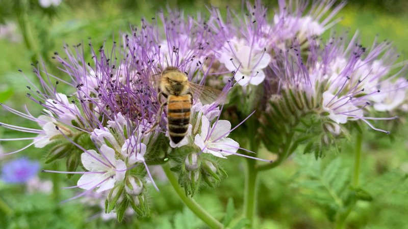 Stadtbiene sitzt auf einer lila Blüte